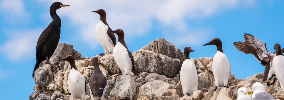 Zeekoeten (guillemots) en zeemeeuwen in Groot-Brittannië