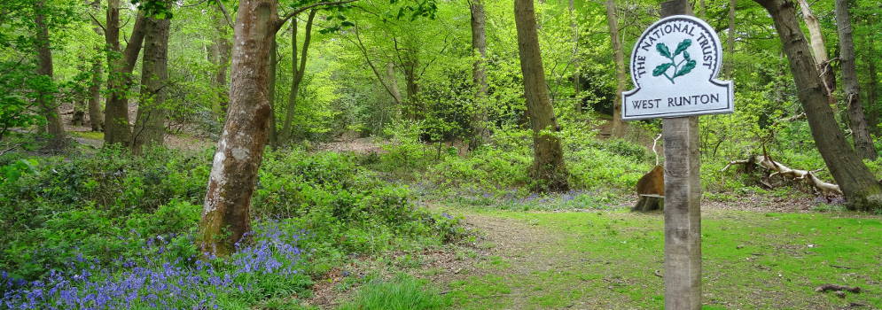 Bossen van West Runton in Norfolk, Engeland