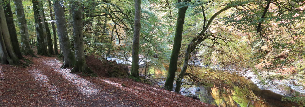 Bos en rivier bij Blair Atholl in Perthshire