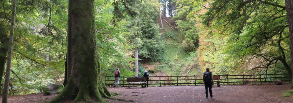 Hoge bomen van The Hermitage
