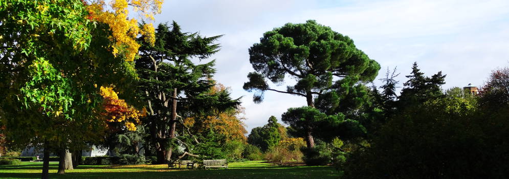Bomen in de Kew Gardens, Londen