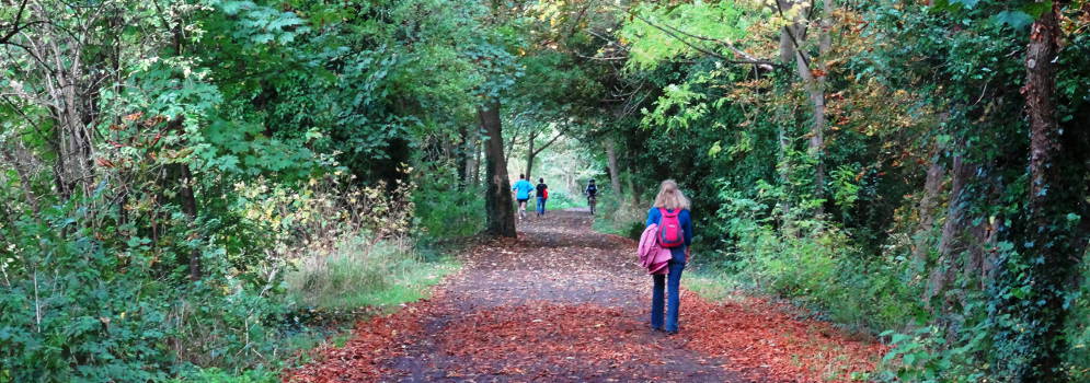 Bos bij Richmond Park in Londen