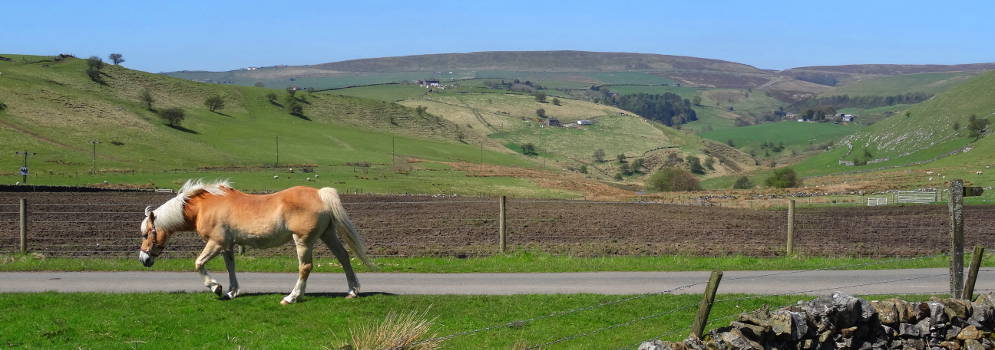 Paard in het Peak District