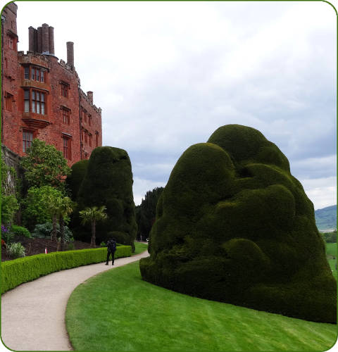 De grote taxus van Powis Castle in Welshpool, Wales