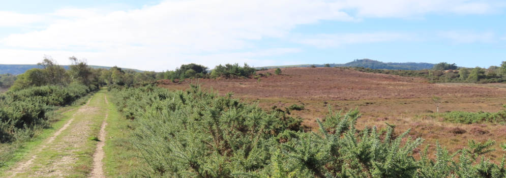 Stoborough Heath in Dorset