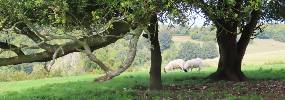 Schapen in Arundel