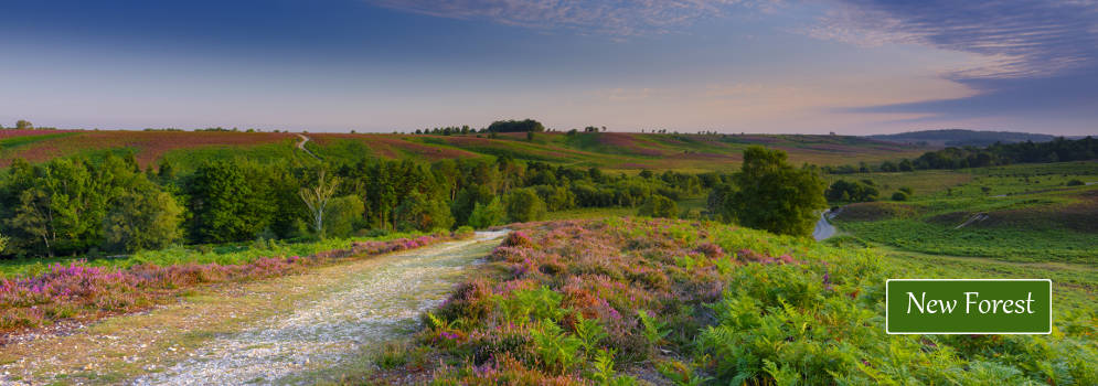 Natuur in het New Forest, Engeland