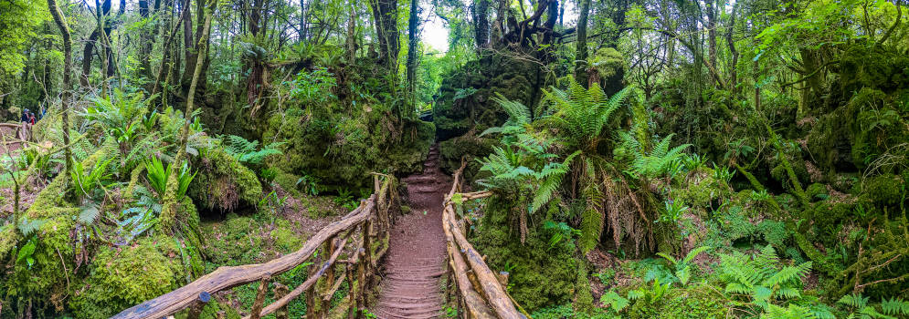 Puzzlewood in het Forest of Dean