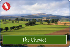 The Cheviot