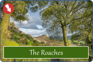 The Roaches