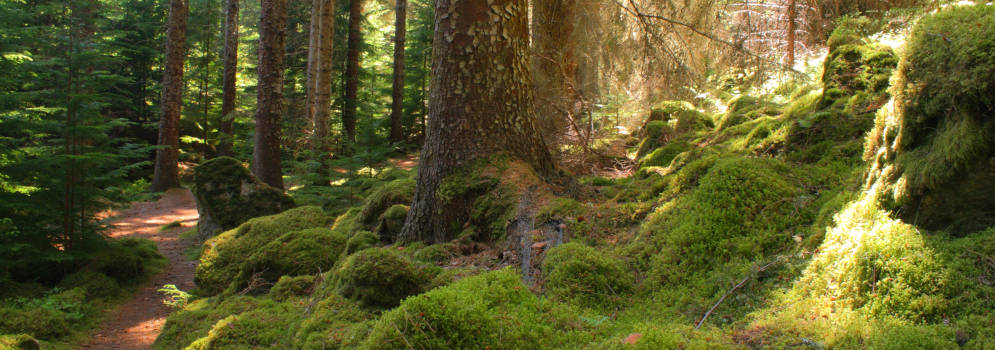 Glen Roy in Highlands